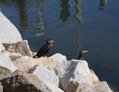 Bird_on_Rocks.jpg - Jenny Turtle