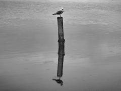 Bird on a Post - Ray Seaver