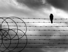 Bird on a Wire - Margaret Frankish