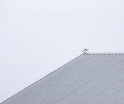 Bird on a tin roof - Margaret Frankish