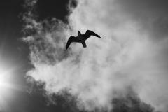 Bird_on_the_Wing.jpg - Jenny Turtle