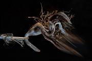 Birdman-SM-Sept 800px - ... ...