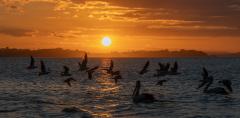 Birds in the Sunset - Alan Sutton