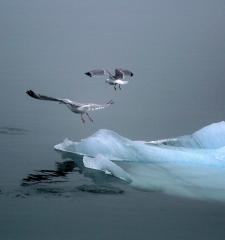 Birds on Ice - Jenny Turtle