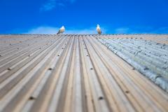 Birds on a hot tin roof - Nigel Streatfield