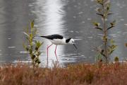 Black-winged stilt - Leigh Hall