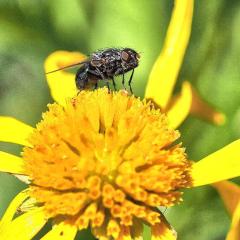 BlackFly - Tim Collisbird