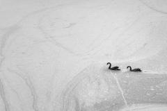 Black Swans - Nigel Streatfield