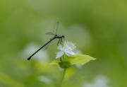 Black Damselfly - Maria Mazo