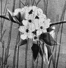 Blossom - Beryl Jenkins
