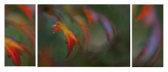 Blowing in the wind - Maureen Rogers