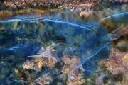 Blue-ripples - Jan Glover