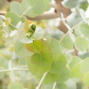 Blue Gum Bud - Fran Brew