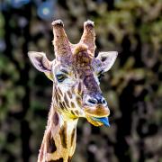 Blue Tongue - Steve Mullarkey