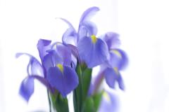 Blue iris - Maureen Rogers