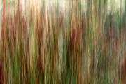 Blurred grass 2 - Jan Glover