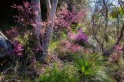 Boronia delight - Judith Bennett