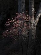 Boronia in the light at Muogamarra - Heather Miles