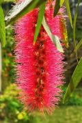 Bottle Brush - Alan Sutton