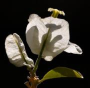 Bougainvillea 02 2 - ... ...