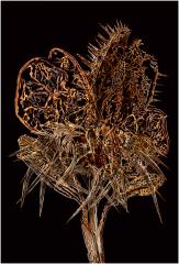 Bouquet of Decay - Judith Frost