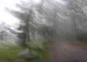 Breezy Treesies - ... ...