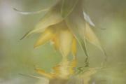 Bromeliad flower - ... ...