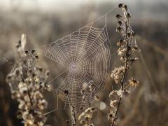 Brown Morning - Maureen Rogers