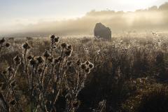 Brown morning 1 - Maureen Rogers