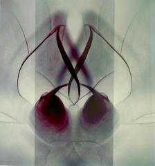 Bud Design - Beryl Jenkins