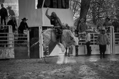 Bullrider - Bruce Wilson