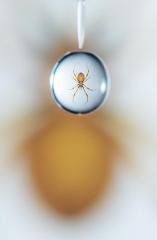 Bungee Jumping Spider - Vivek Herur