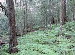 Bush Landscape - Jan Glover