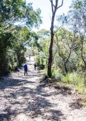 Bush Walk - Norman Wong