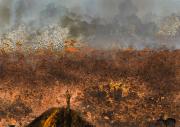 Bushfire - ... ...