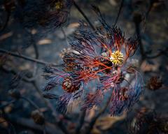 Bushfire Beauty - Fran Brew