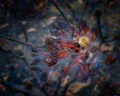 Bushfire Beauty - Fran Brew