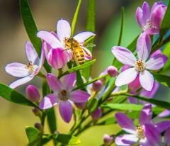 Busy Bee - Norman Wong