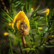 Busy bee - Judith Bennett