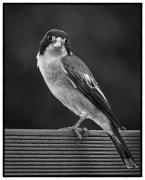 Butcher Bird on my fence - Judith Bennett