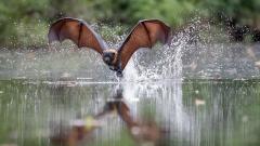 Butterfly Stroke - Frank shu