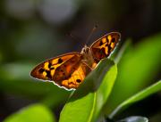 Butterfly - Guy Machan