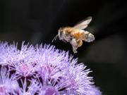 Buzz buzz - Leigh Hall