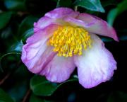 Camelia - ... ...