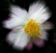 Camelia dreaming - ... ...