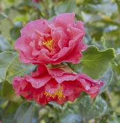 Camellias - Jacques Roussel