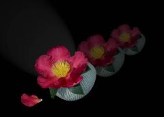 Camellia in the spotlight - Guy Machan