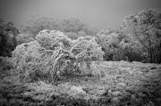 Canoblas chill - ... ...