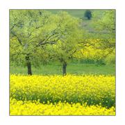 Canola Beauty - Dawn Zandstra