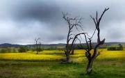 Canola - Dawn Zandstra